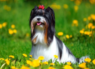 Biewer Terrier Dog Breed: The Charming Toy Companion